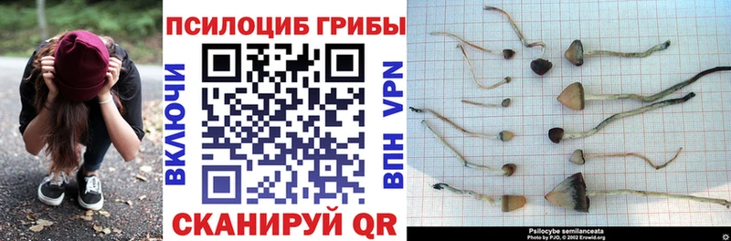 Купить  Новокубанск  Псилоцибиновые грибы Magic Shrooms 